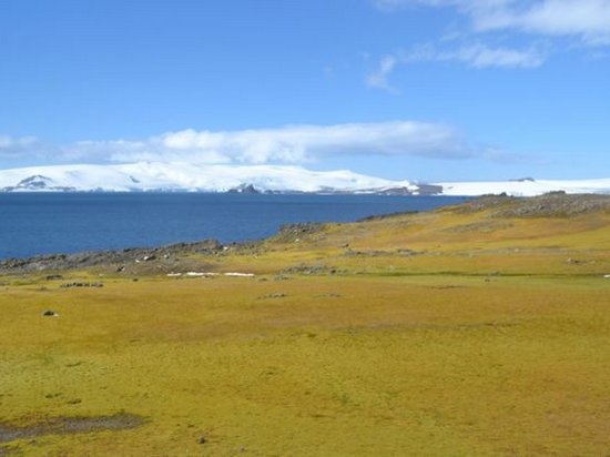 Исследователи зафиксировали рост растительности в Антарктиде