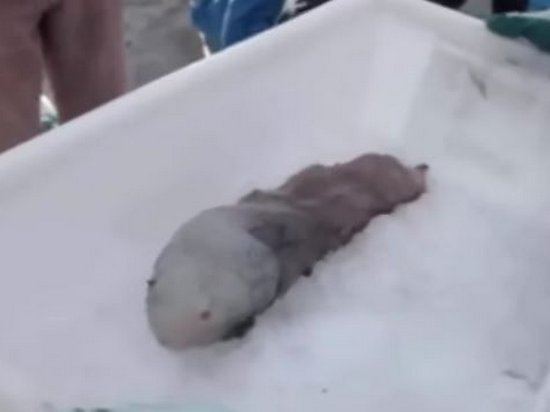 Ученые в Австралии обнаружили редчайшую «безлицую рыбу» (видео)