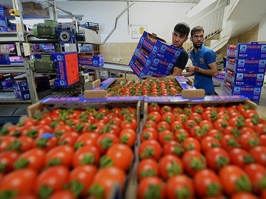 Турция значительно нарастила экспорт помидоров