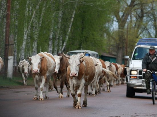 Украина отказывается от говядины и переходит на дешевую птицу (инфографика)