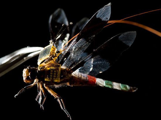 Ученые из США показали полет стрекозы-киборга (видео)