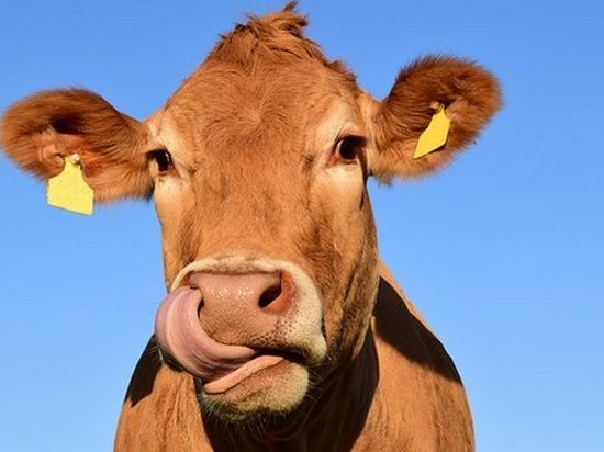 Ученые рассказали, как коровье молоко влияет на детей