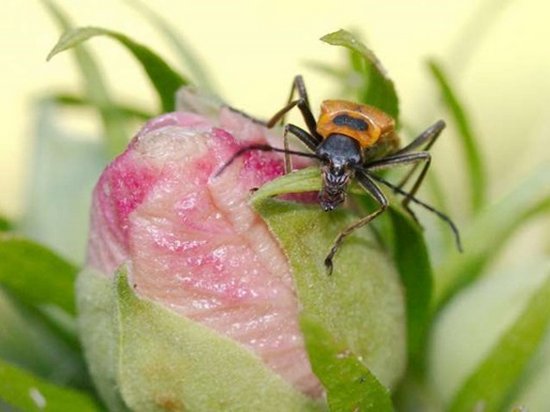 Ученые обнаружили паразита, который делает из жуков зомби