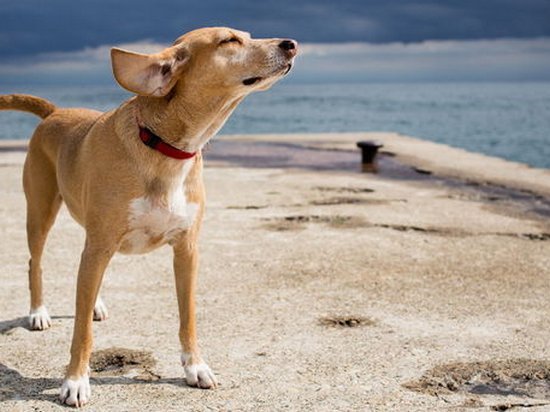 В Японии обучают собак диагностировать рак