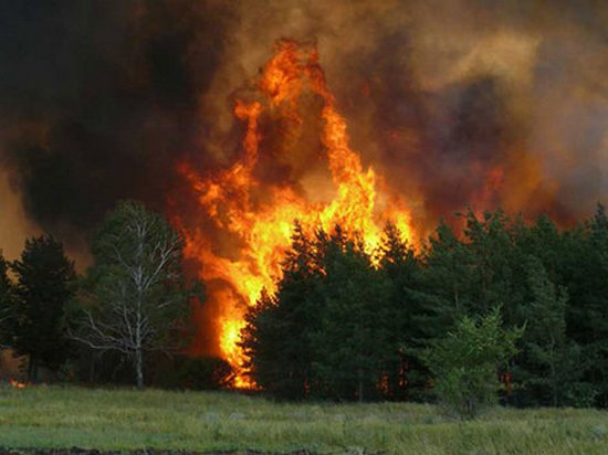 В Португалии стремительно растет число жертв лесных пожаров