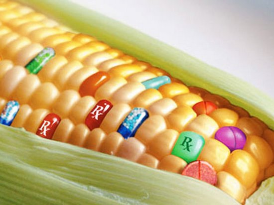 Евросоюз разрешил 5 ГМО-культур в продуктах