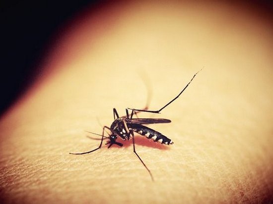 Компания Google намерена выпустить 20 млн комаров для борьбы с вирусом Зика