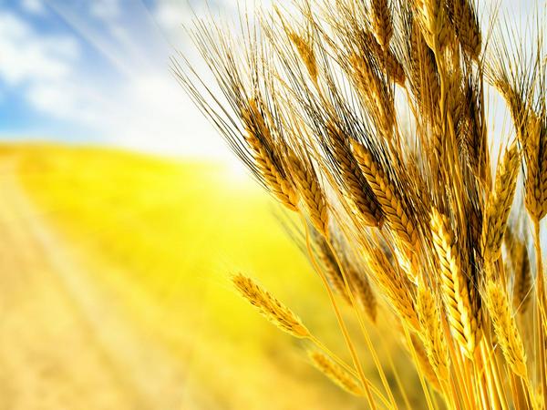 Интересные факты о пшенице