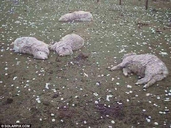 В Испании огромный град убил овец на ферме (видео)