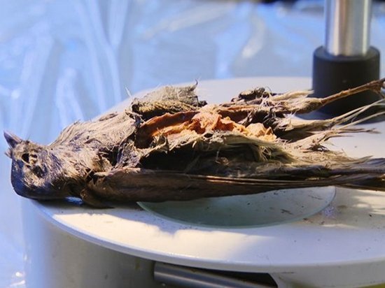 Ученые в Норвегии обнаружили останки птицы возрастом более 4 тыс лет