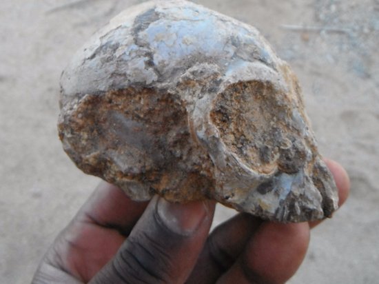 Палеонтологи в Африке обнаружили череп общего предка обезьян и человека