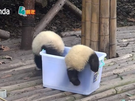 Нелепые и неуклюжие падения панд соединили в одном видеоролике