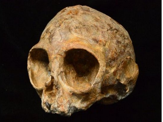 Археологи откопали череп ребенка, который жил 13 миллионов лет назад (видео)