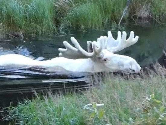 В Швеции сняли на видео редчайшего белого лося (видео)