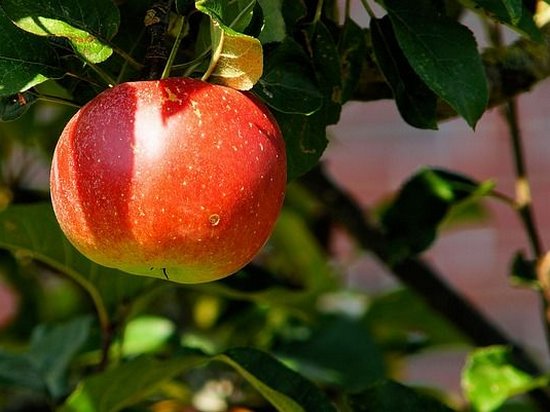 Генетики нашли родину современных яблок