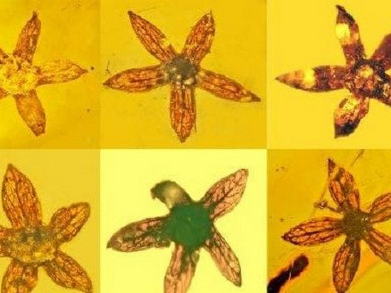 Исследователи обнаружили цветок возрастом почти 100 миллионов лет