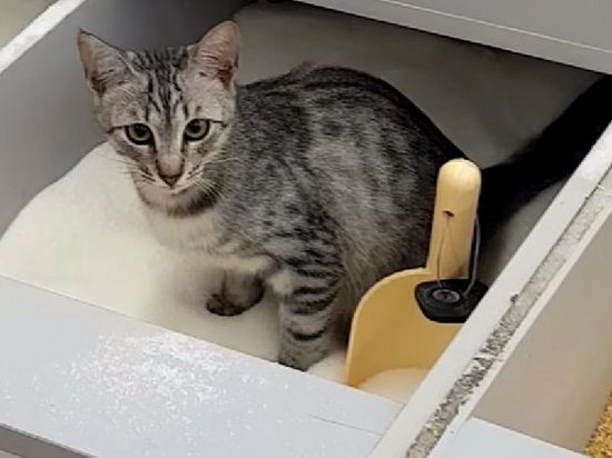 Очевидец снял, как в киевском супермаркете кошка справила нужду в ящик с сахаром (видео)