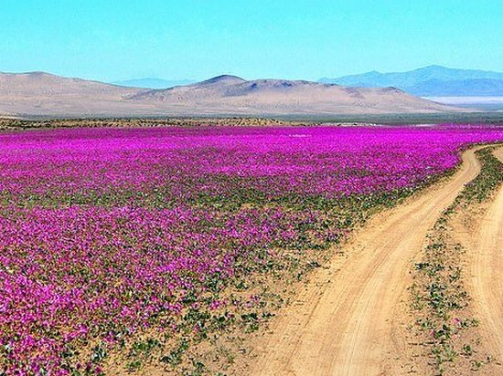 Самая засушливая пустыня в мире покрылась цветами (фото)