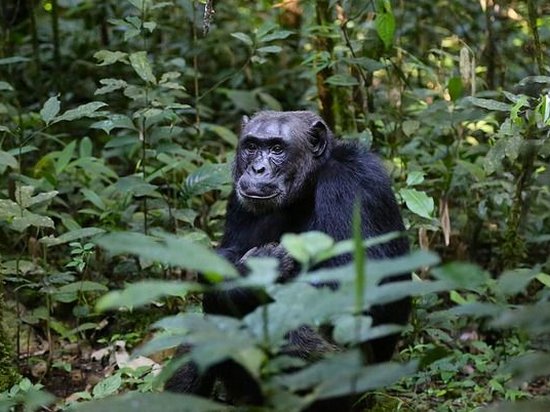 В Африке обнаружили обезьян-мутантов