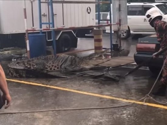 В Малайзии поймали крокодила возле магазина (видео)