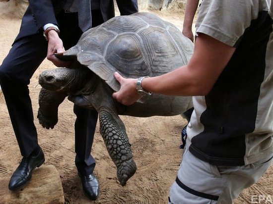 Биологи намерены возродить вымерший подвид галапагосских черепах