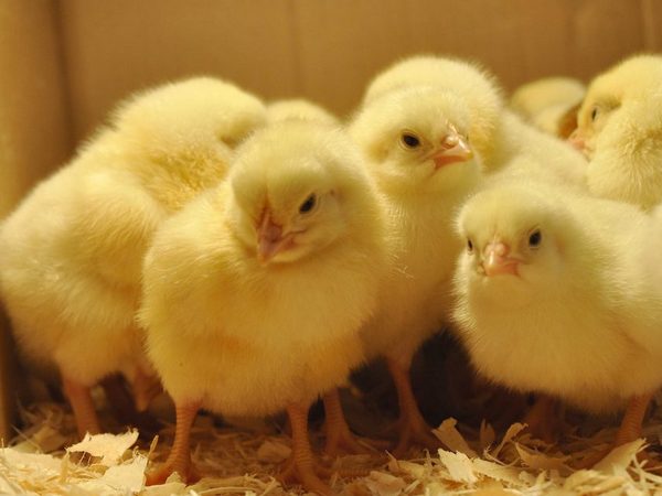 В США придумали, как определить пол птенца еще в яйце