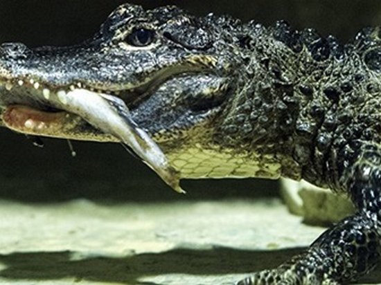 Из китайского зоопарка сбежали более 70 крокодилов