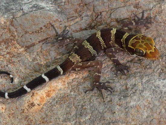 В азиатских лесах нашли сразу 19 новых видов ящериц
