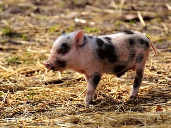 Ученые случайно вывели новый вид свиней без сала