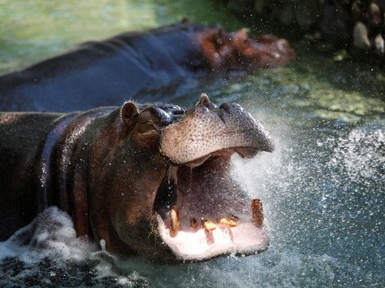 Крокодил попал в потасовку со стадом бегемотов (видео)