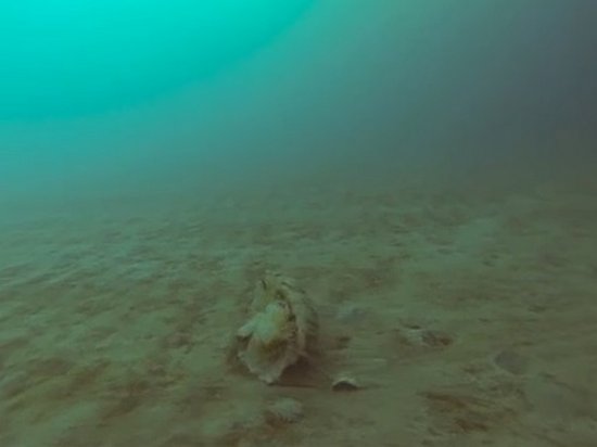 Очень редкую арктическую медузу сняли на видео