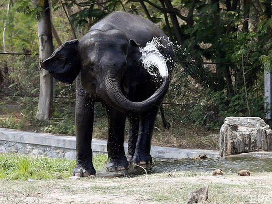В Замбии слон убил двух туристов из Европы