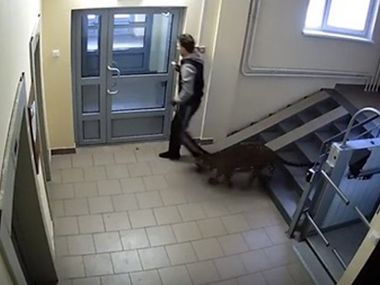 В Сети показали, как россиянин выгуливает леопарда (видео)