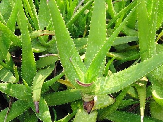 В США работают над созданием растений-шпионов