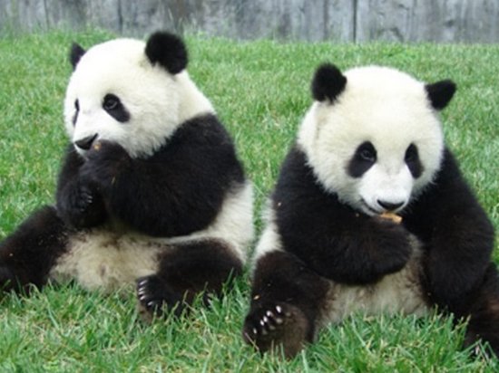 Выпущенных на волю панд показали на видео