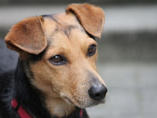 В Харькове убийцу собаки приговорили к 3 годам тюрьмы