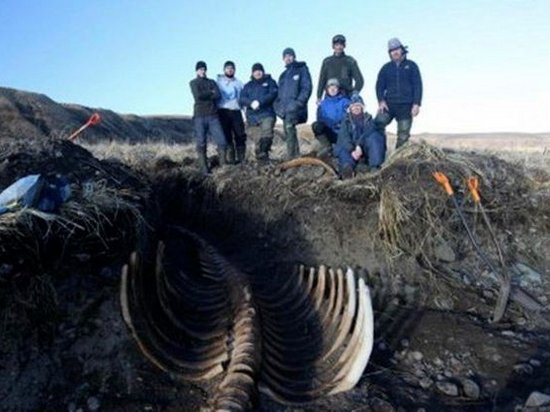 На Камчатке обнаружили огромный скелет вымершей морской коровы