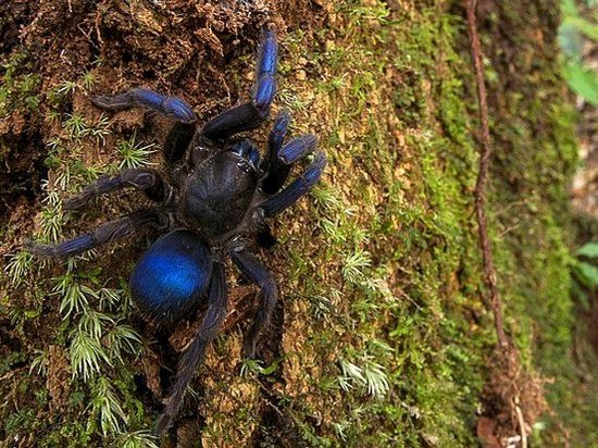 В Южной Америке обнаружили новый вид пауков синего цвета