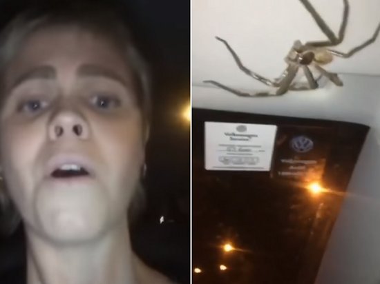 Австралийка обнаружила в салоне машины огромного паука и представила, что его нет (видео)