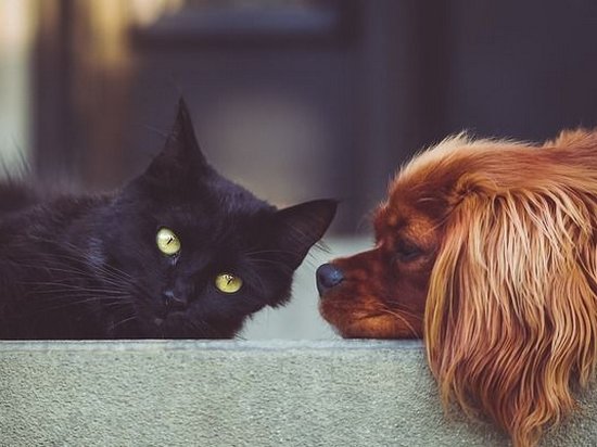 Кто умнее? Ученые сравнили мозг котов и собак