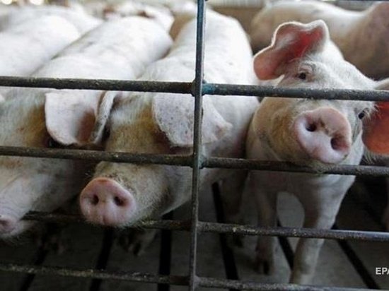 В двух украинских областях зафиксированы вспышку чумы свиней