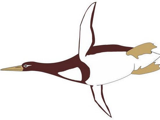 В Новой Зеландии нашли останки гигантского ископаемого пингвина