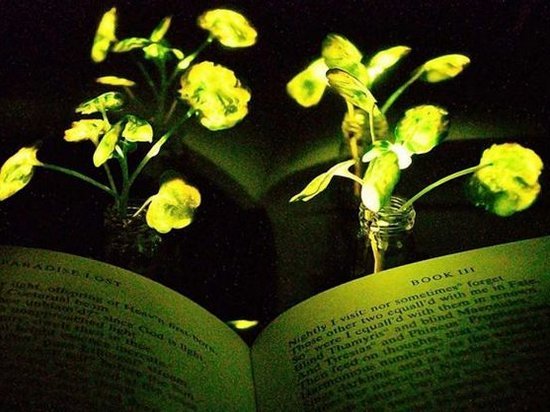 В США создали светящиеся «гибриды» растений и светлячков (видео)