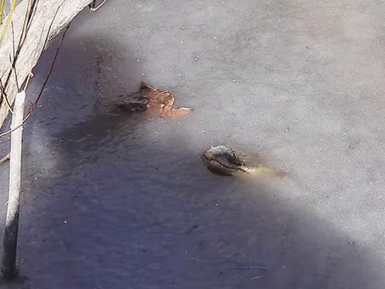 Сильные заморозки в США: аллигаторы вмерзли в лед (видео)