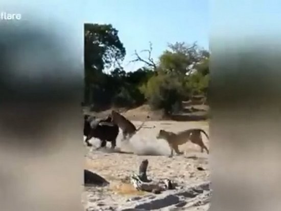 Схватку буйвола со львами сняли на видео