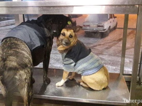 В Кременчуге неизвестные одели бездомных собак в свитера