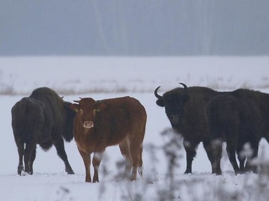 В Польше корова убежала со скотобойни и живет с зубрами