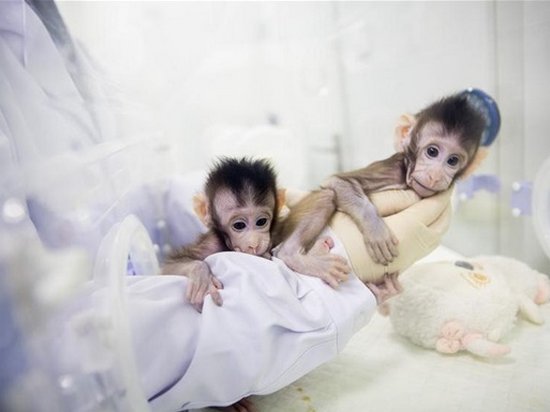 В Китае показали успешно клонированных обезьян (видео)