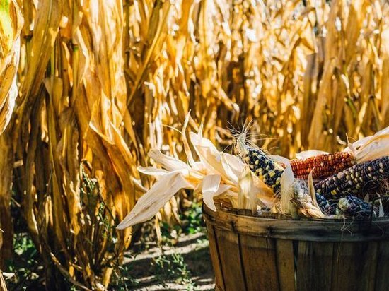 Китай начал покупать кукурузу в Украине вместо США