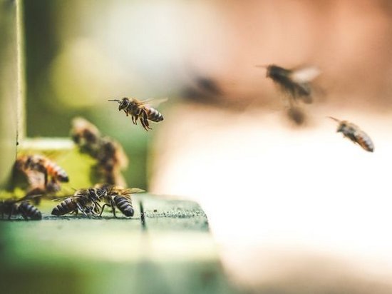 В Канаду отправят карпатских пчел для спасения популяции